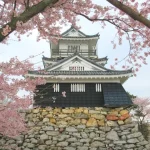 🌸 2026 Ultimate Guide: 13 Best Cherry Blossom Festivals in Central Japan (Nagoya, Gifu, Mie, Shizuoka) Hamamatsu Castle sakura