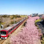 🌸 Early Spring’s Grand Narrative: Miura Kaigan SAKURA Cherry Blossom Festival 2026. A Vivid Promenade of Kawazu-zakura and Rape Blossoms