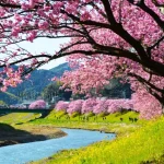 【2026 Updated】Kawazu SAKURA Cherry Blossom Festival: Full Guide to Bloom Forecast, Best Viewing Spots & Access