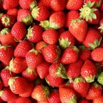 Discover Early SAKURA Cherry Blossoms on Your First Japan Trip! Tokyo Day Trip Tour: Kawazu Sakura Festival & Strawberry Picking (2026 Early Spring Limited)