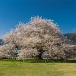 Best SAKURA Cherry Blossom Spots in Hakone (2026 Guide for First-Time Visitors)